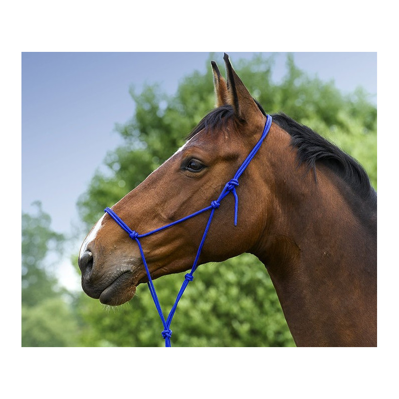 Licol éthologique doux