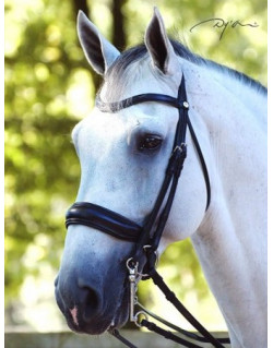 Bride Dy'on muserolle large (Dressage collection plat)
