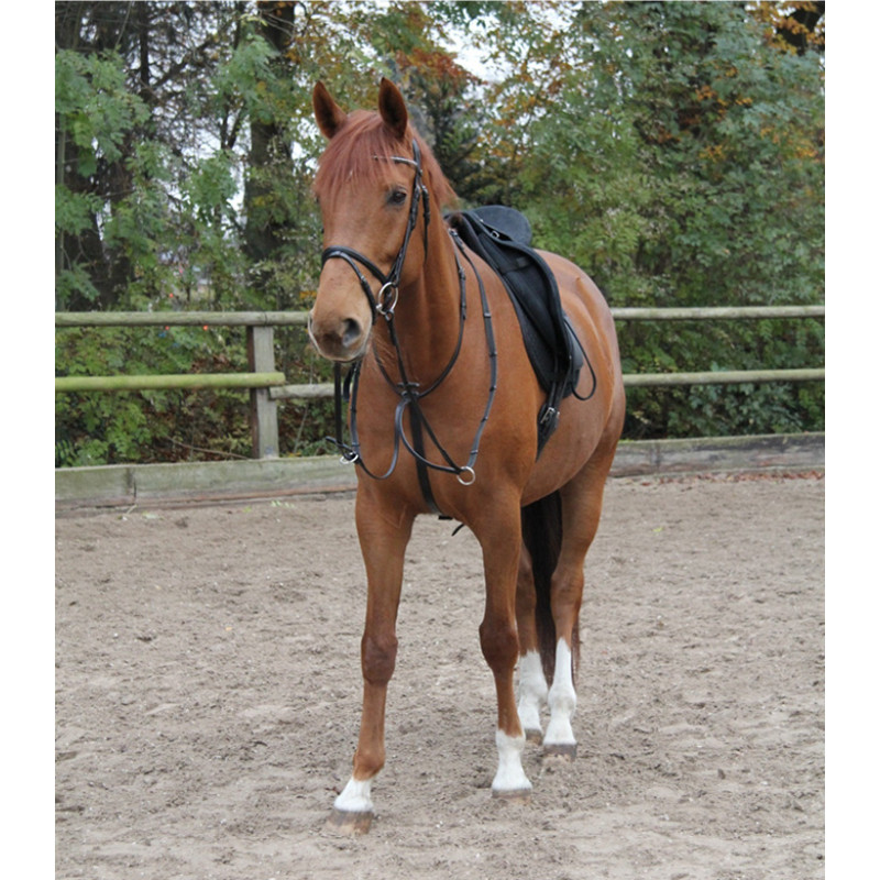 Martingale cheval Star Waldhausen