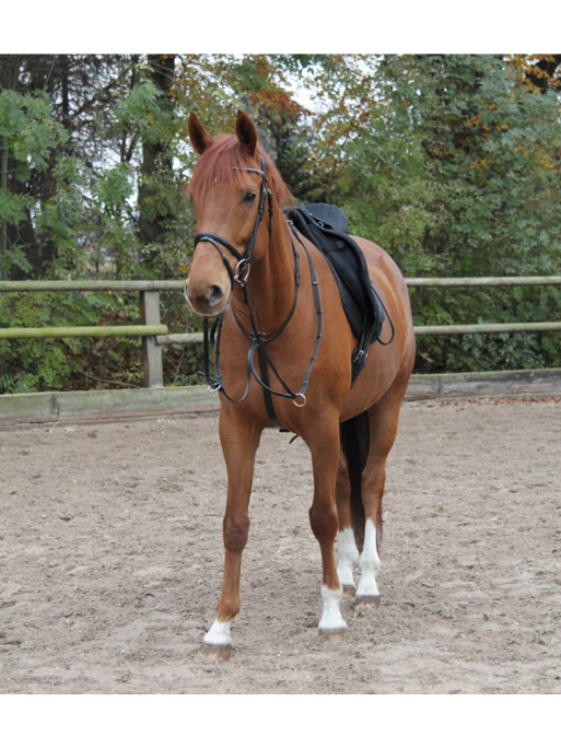 Martingale cheval Star Waldhausen