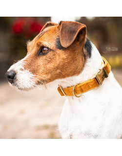 Collier chien velour Velvet Kentucky
