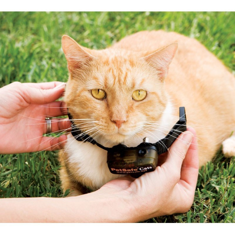 Clôture anti-fugue à fil de luxe chat PetSafe
